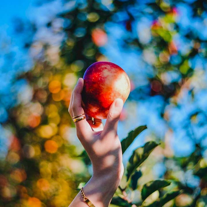 Apple Picking & More in Clifton Park NY | Bowman Orchards