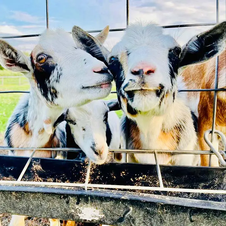 Animals sticking their heads through a fence