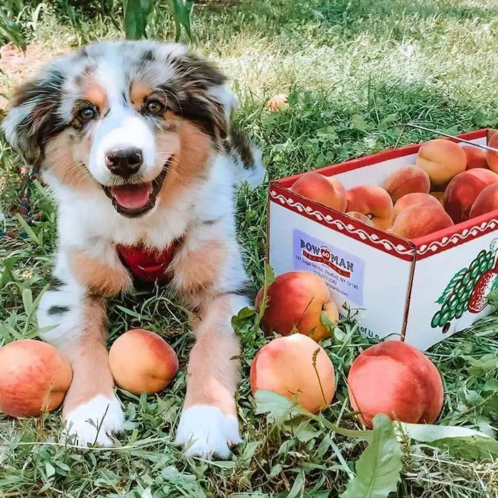 Dog sitting next to box of peaches